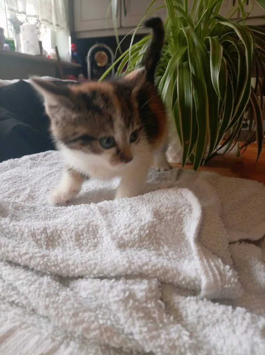 Kittens - Image 2