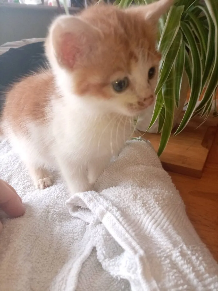 Kittens - Image 3
