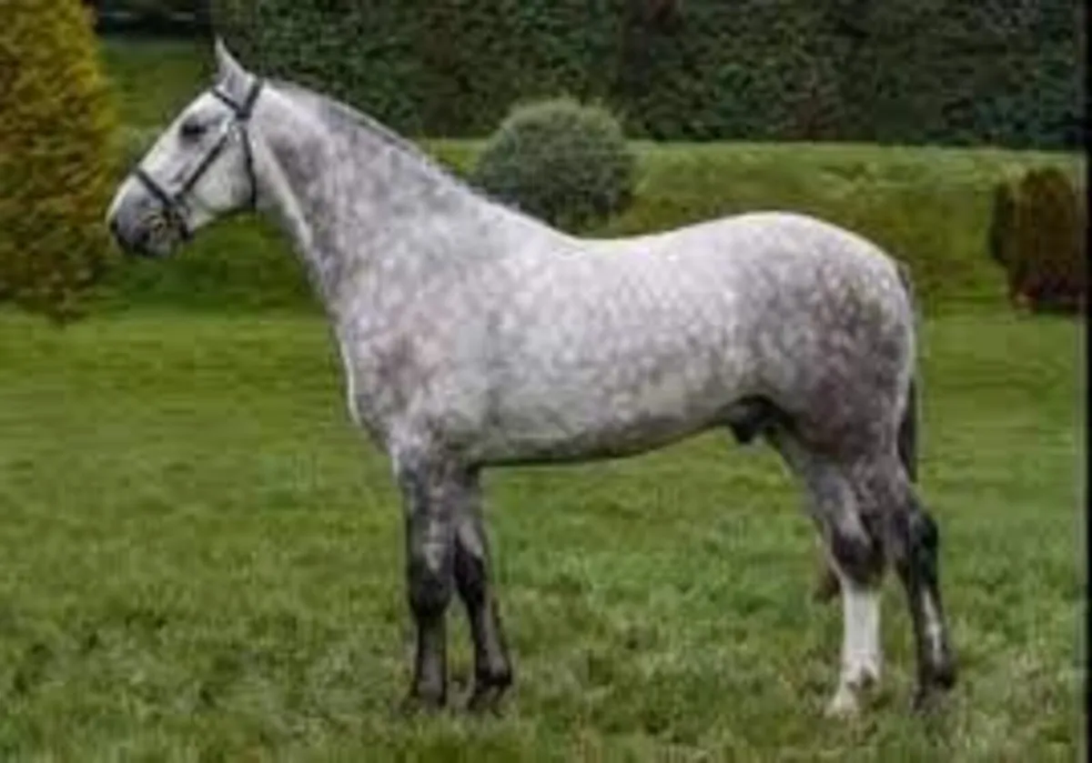 RID Yearling Filly - Image 3