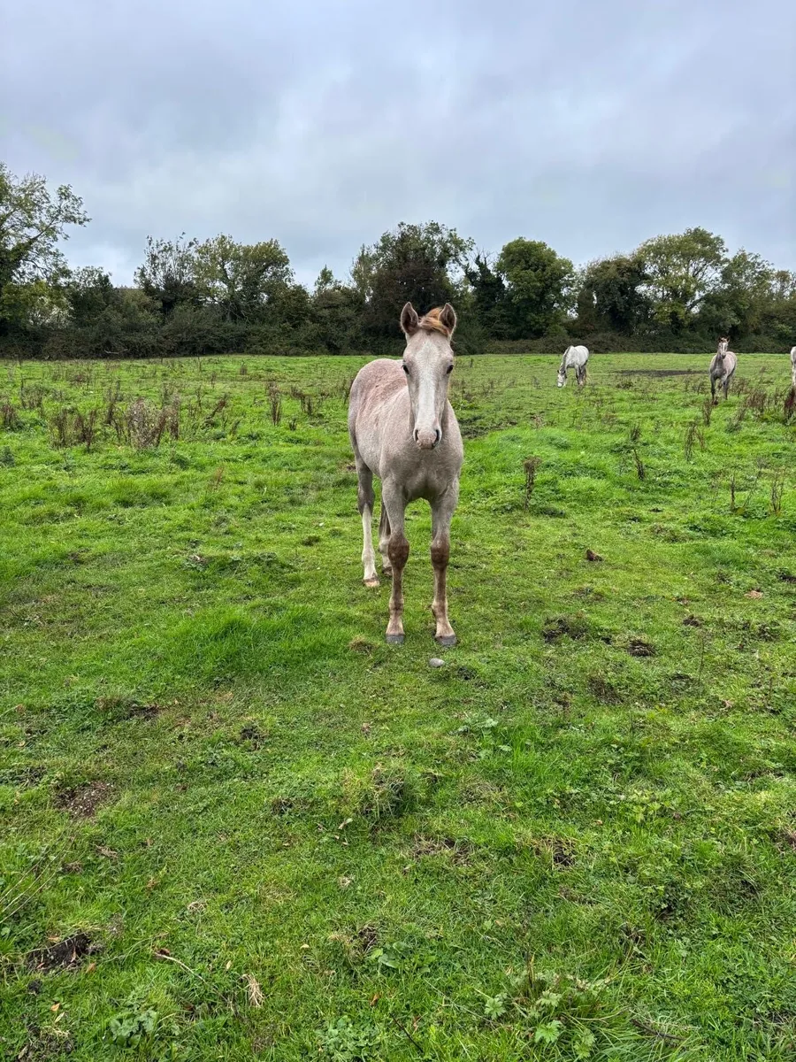RID Colt Foal - Image 3