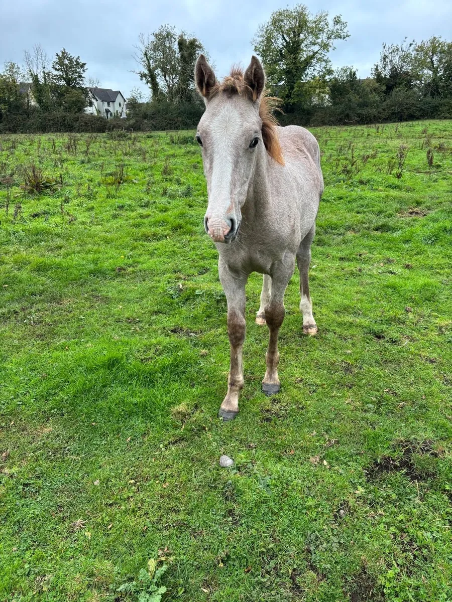 RID Colt Foal - Image 4
