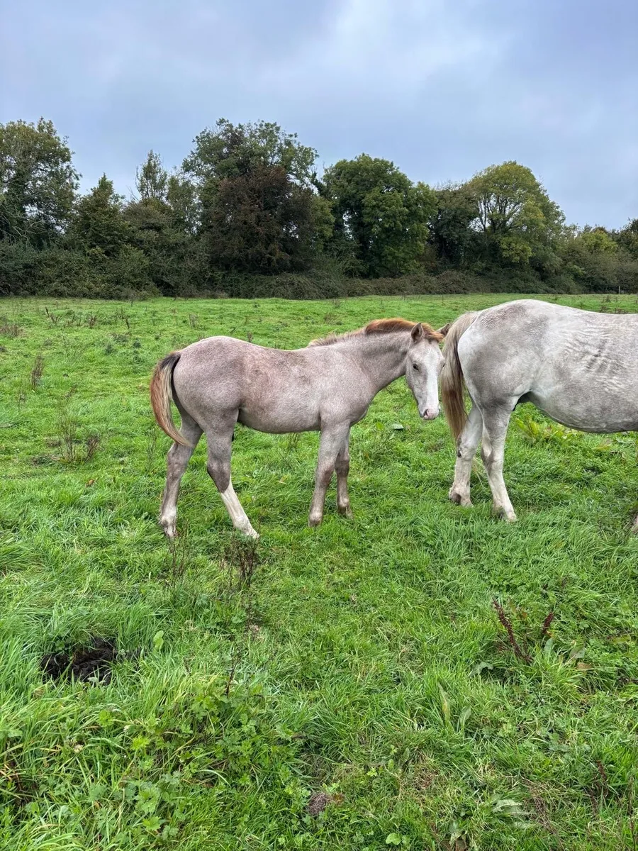 RID Colt Foal - Image 1