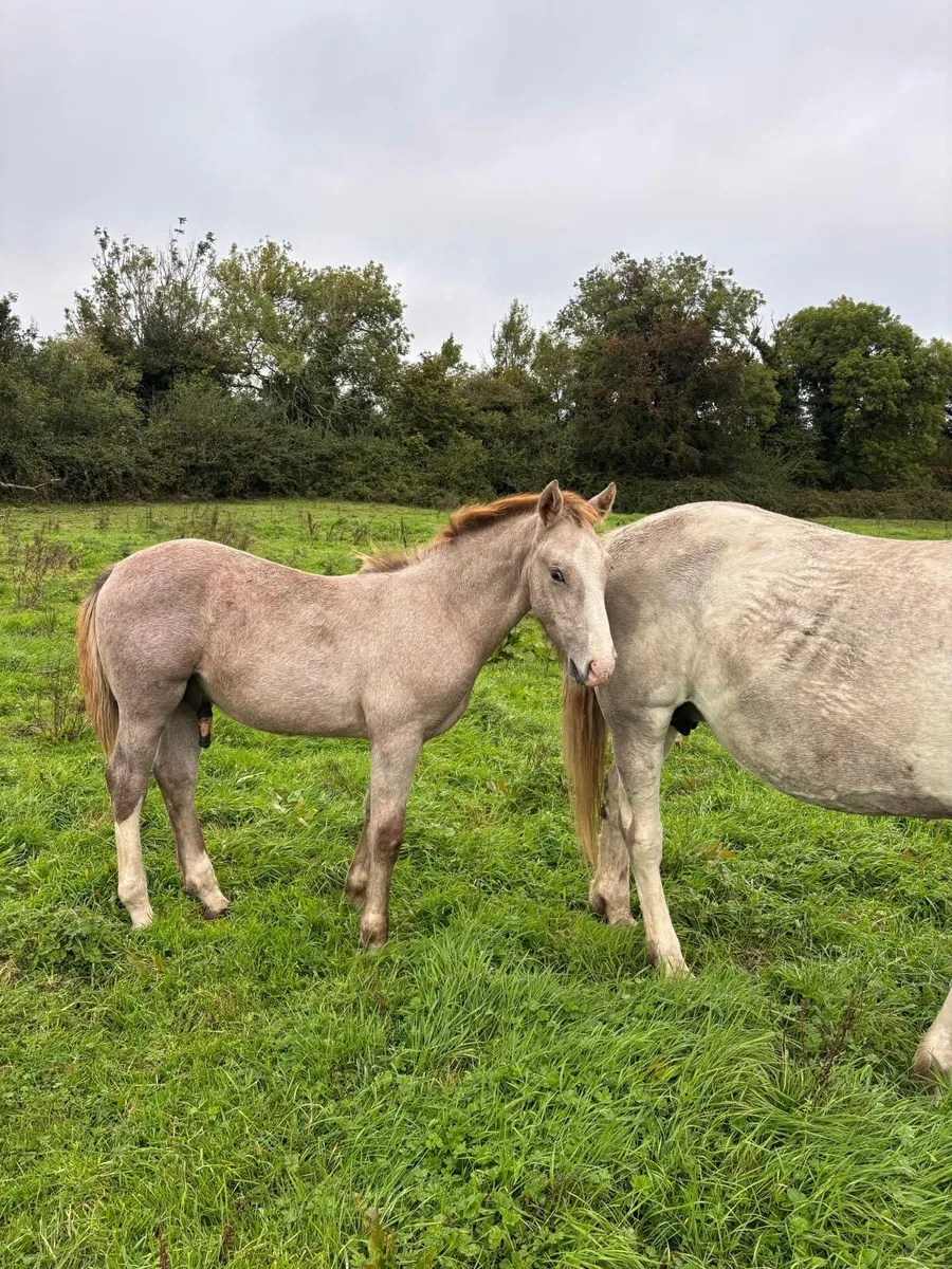 RID Colt Foal - Image 2