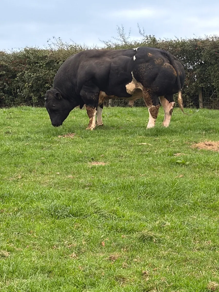 Belgian blue bull - Image 4