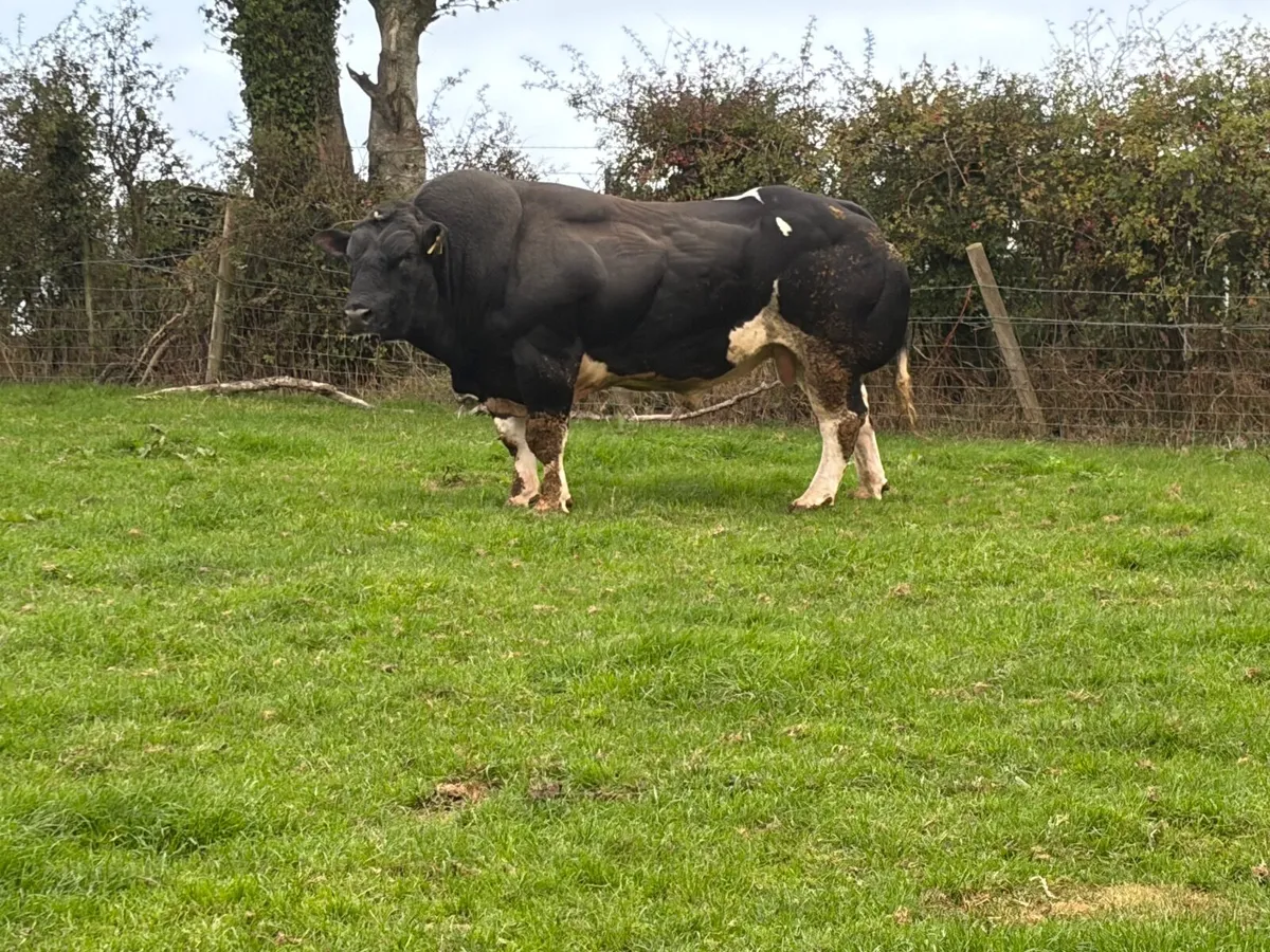 Belgian blue bull - Image 1