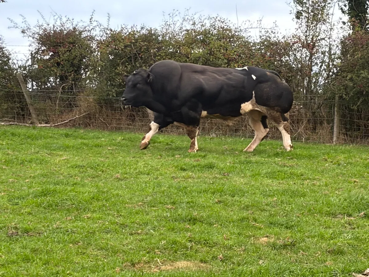 Belgian blue bull - Image 3