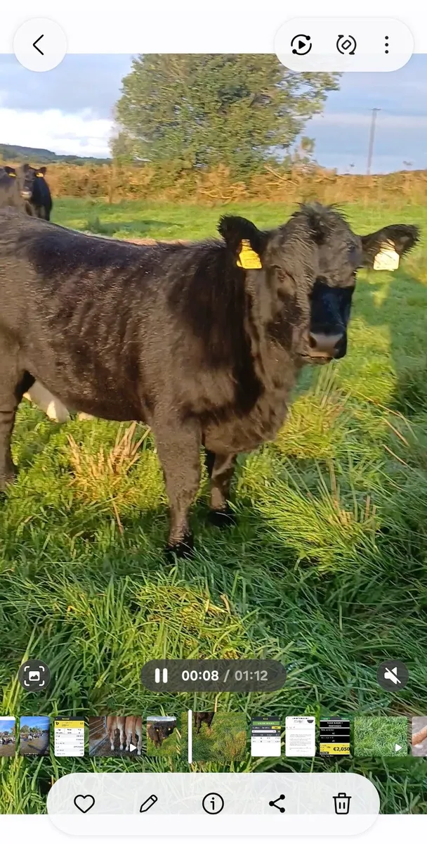 Purebred AA - Image 1