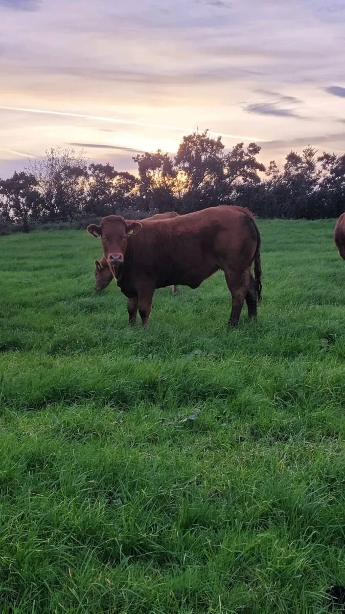 Ai bred Weanling heifers and bulls - Image 1