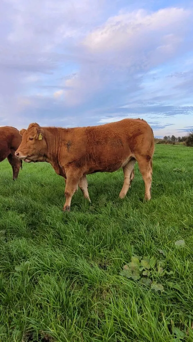 Ai bred Weanling heifers and bulls - Image 2