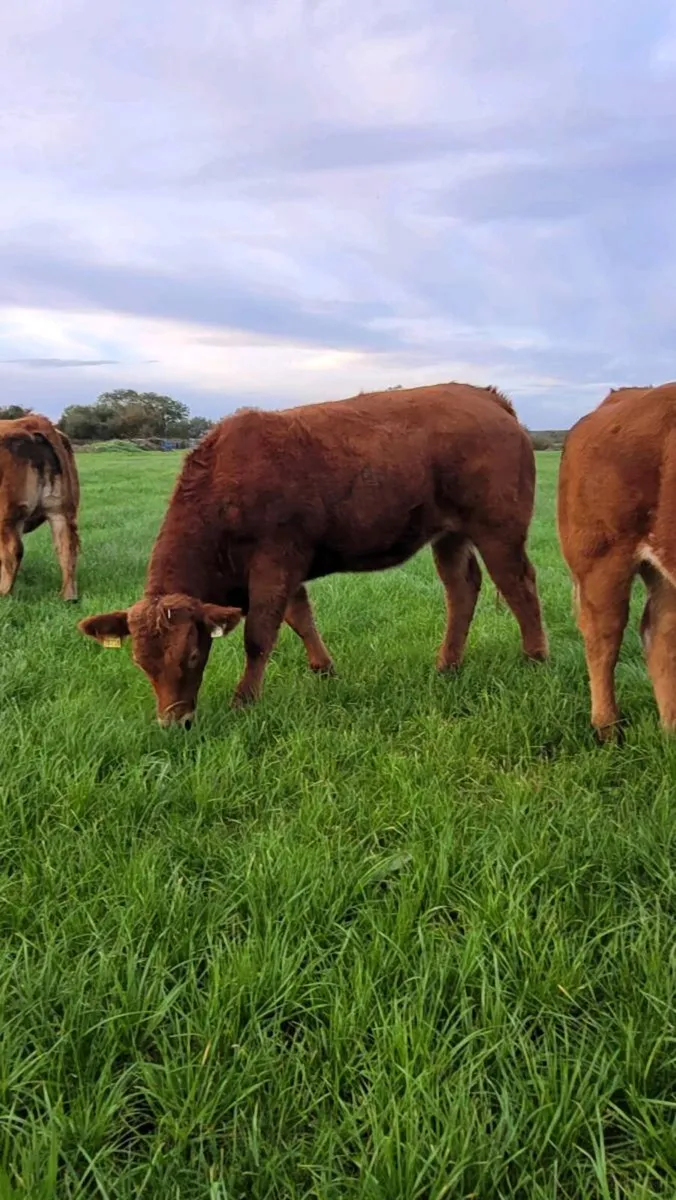 Ai bred Weanling heifers and bulls - Image 3