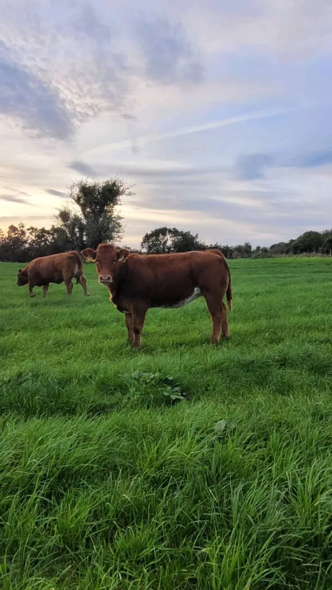 Ai bred Weanling heifers and bulls - Image 4