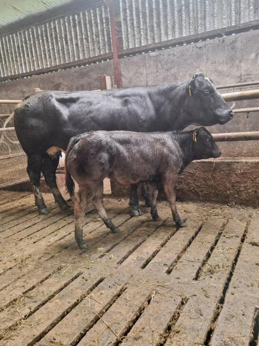 BB suckler for Gortatlea Mart - Image 1