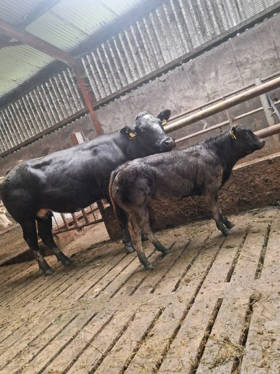 BB suckler for Gortatlea Mart - Image 3