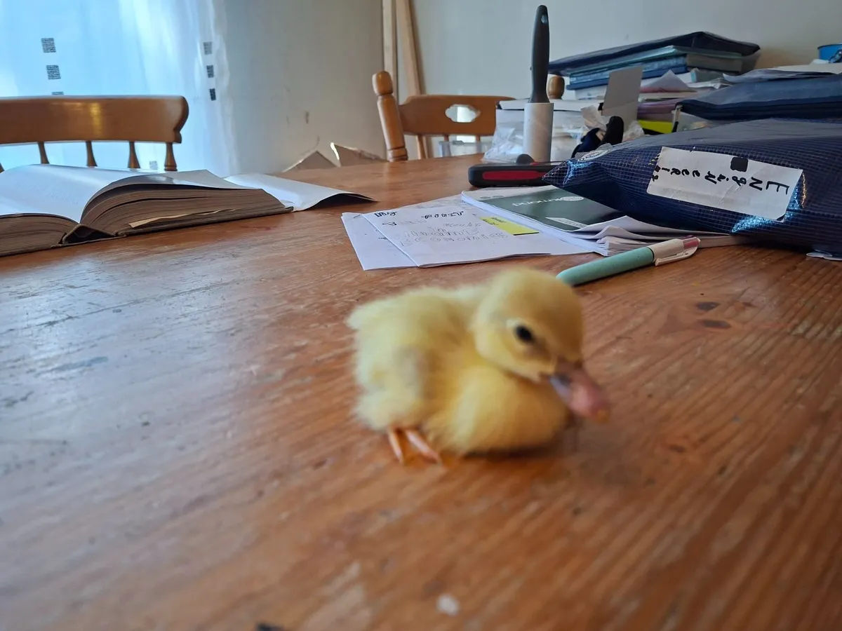 Muscovy Ducklings - Image 2