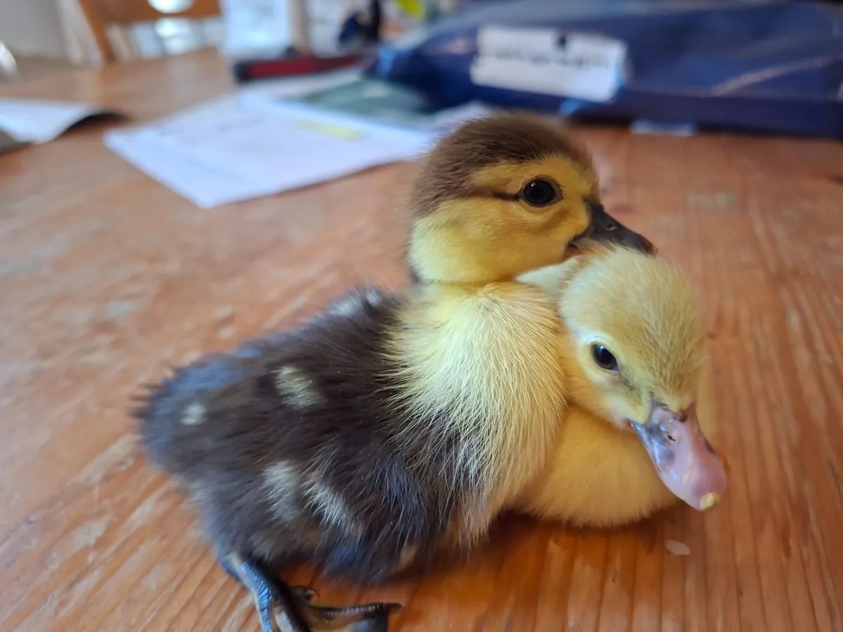 Muscovy Ducklings - Image 3