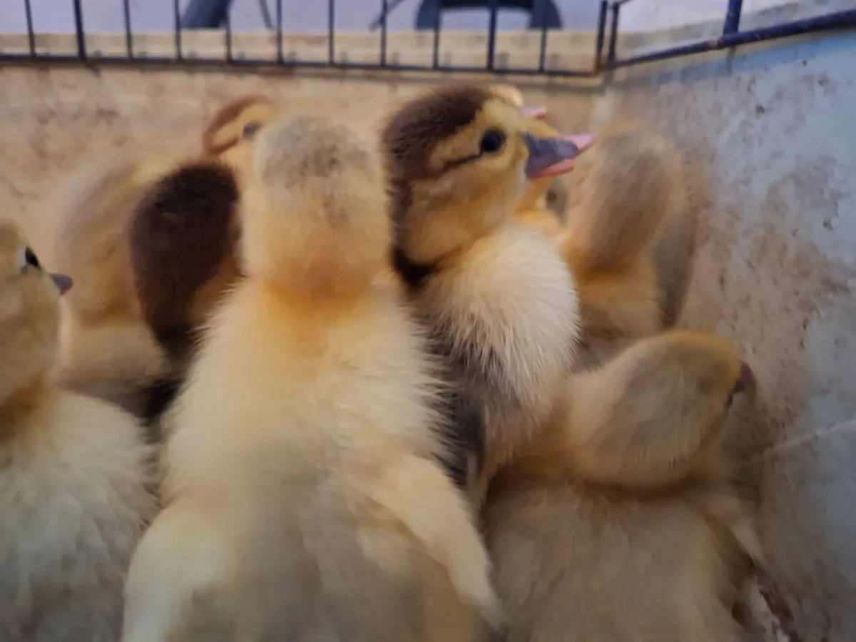 Muscovy Ducklings - Image 1