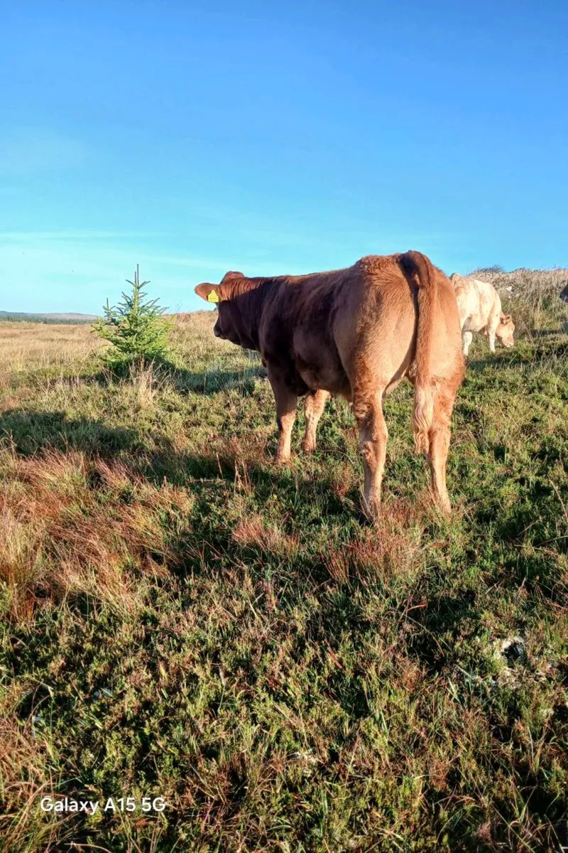 Weanling breeding heifers! - Image 1