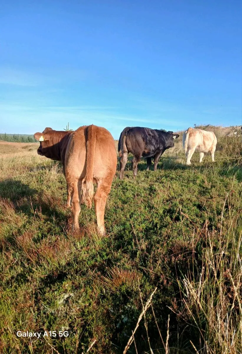 Weanling breeding heifers! - Image 2