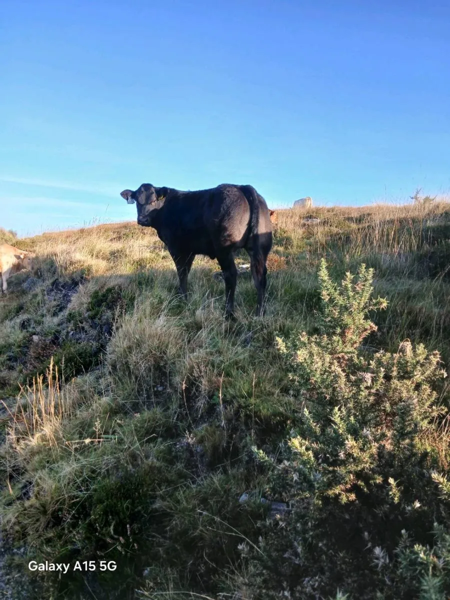 Weanling breeding heifers! - Image 3