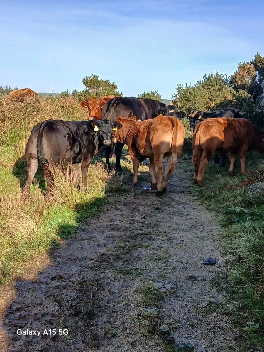 Weanling breeding heifers! - Image 4