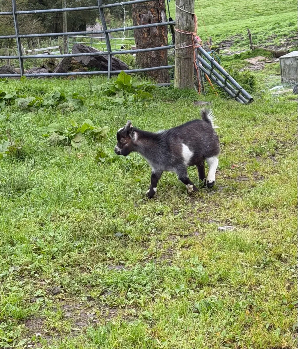 Pygmy Kid Goats 🐐 - Image 4