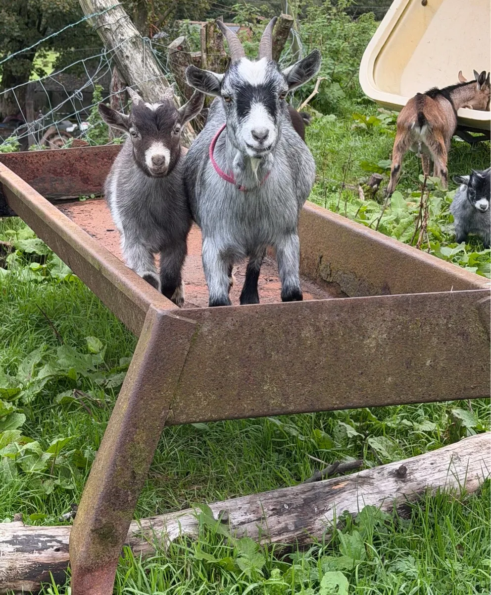 Pygmy Kid Goats 🐐 - Image 1