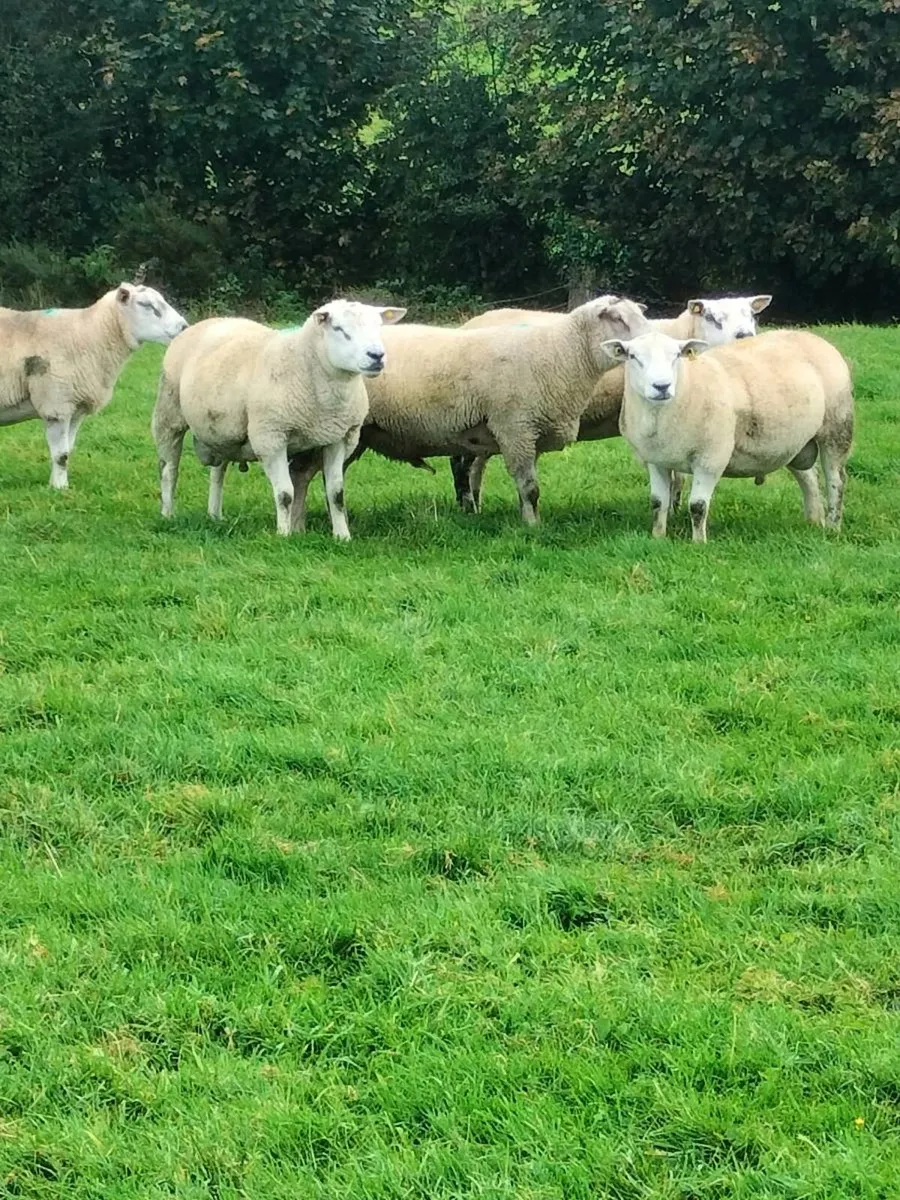 Hogget rams - Image 1
