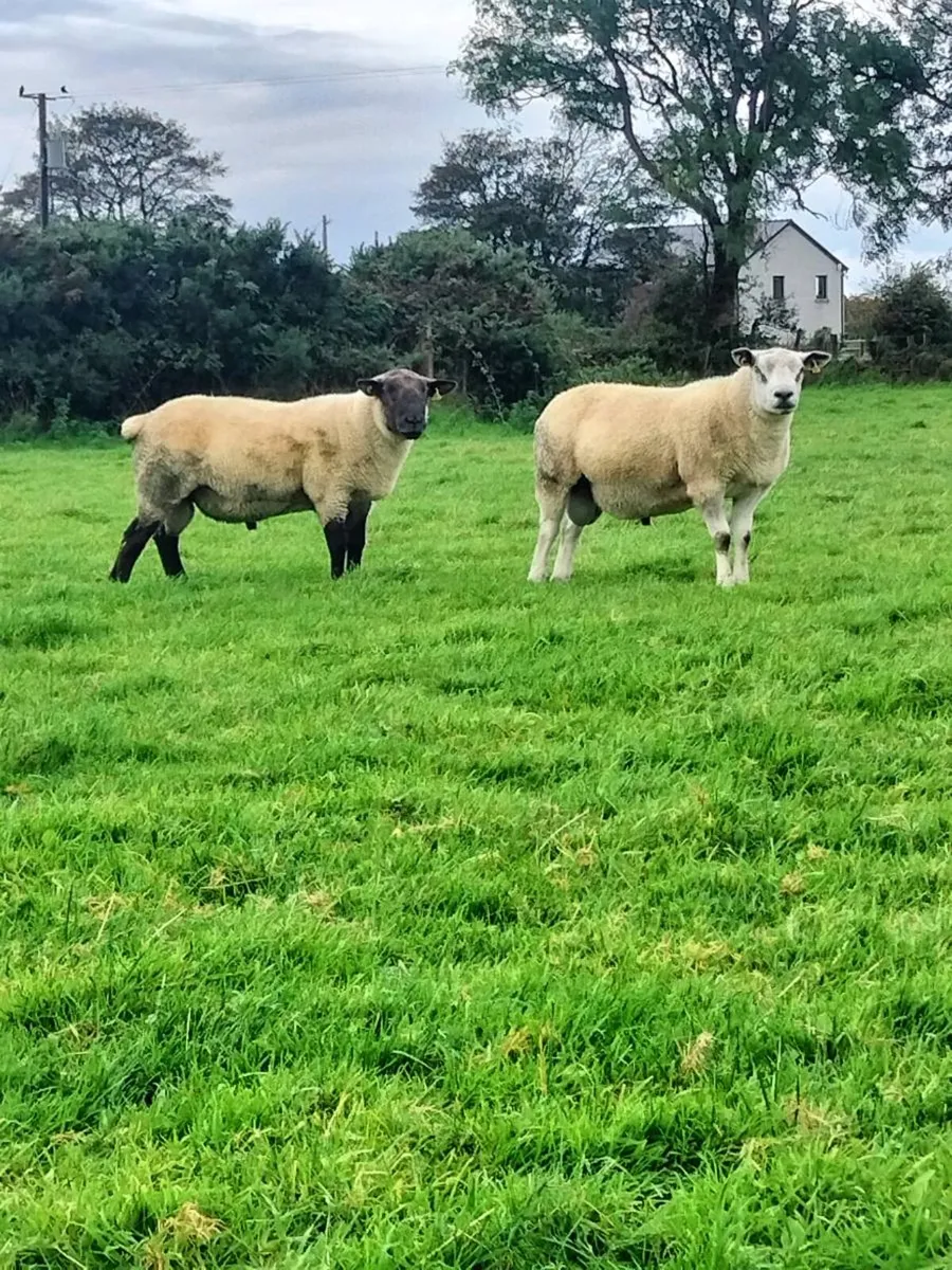 Hogget rams - Image 2