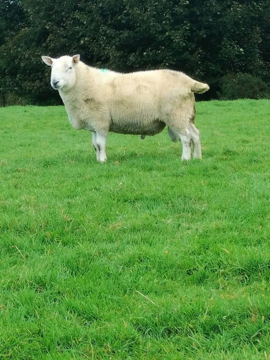 Hogget rams - Image 3