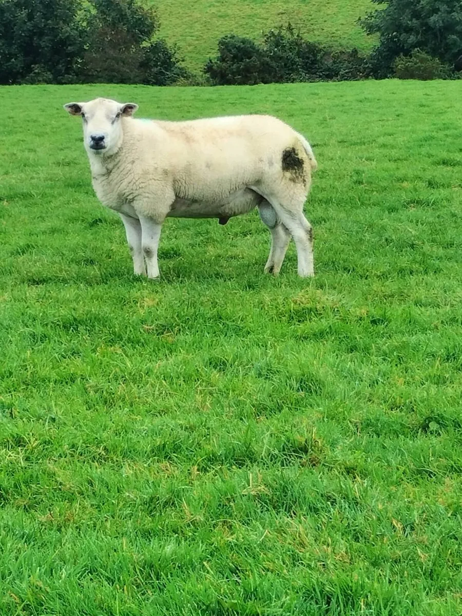 Hogget rams - Image 4