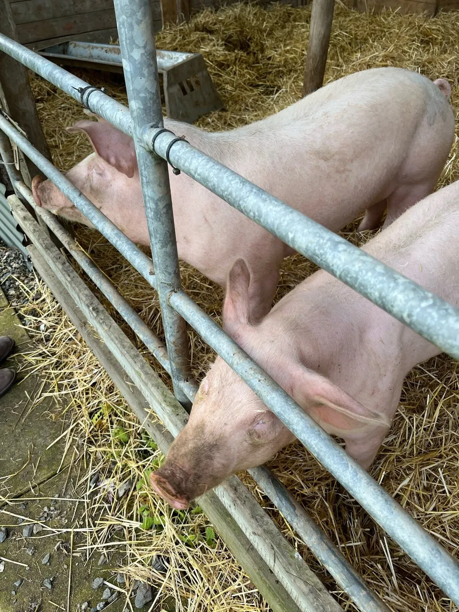 Pig - Image 1