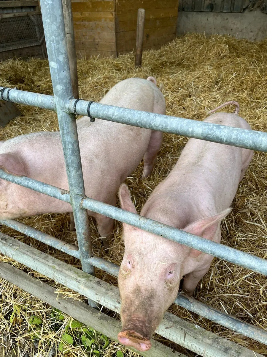 Pig - Image 2