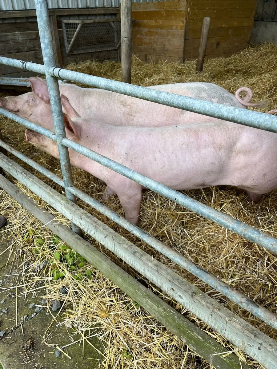 Pig - Image 3