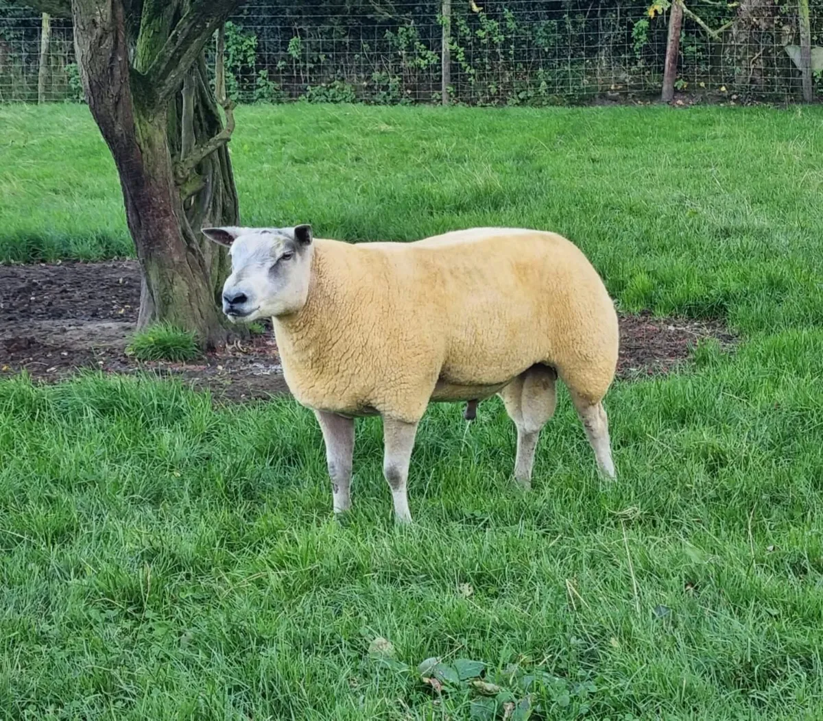 Millennium blue1 yearold Rams - Image 3