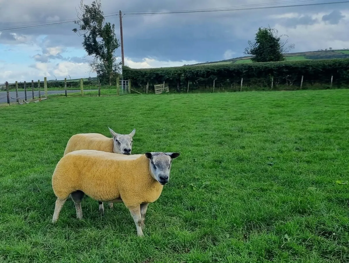 Millennium blue1 yearold Rams - Image 2