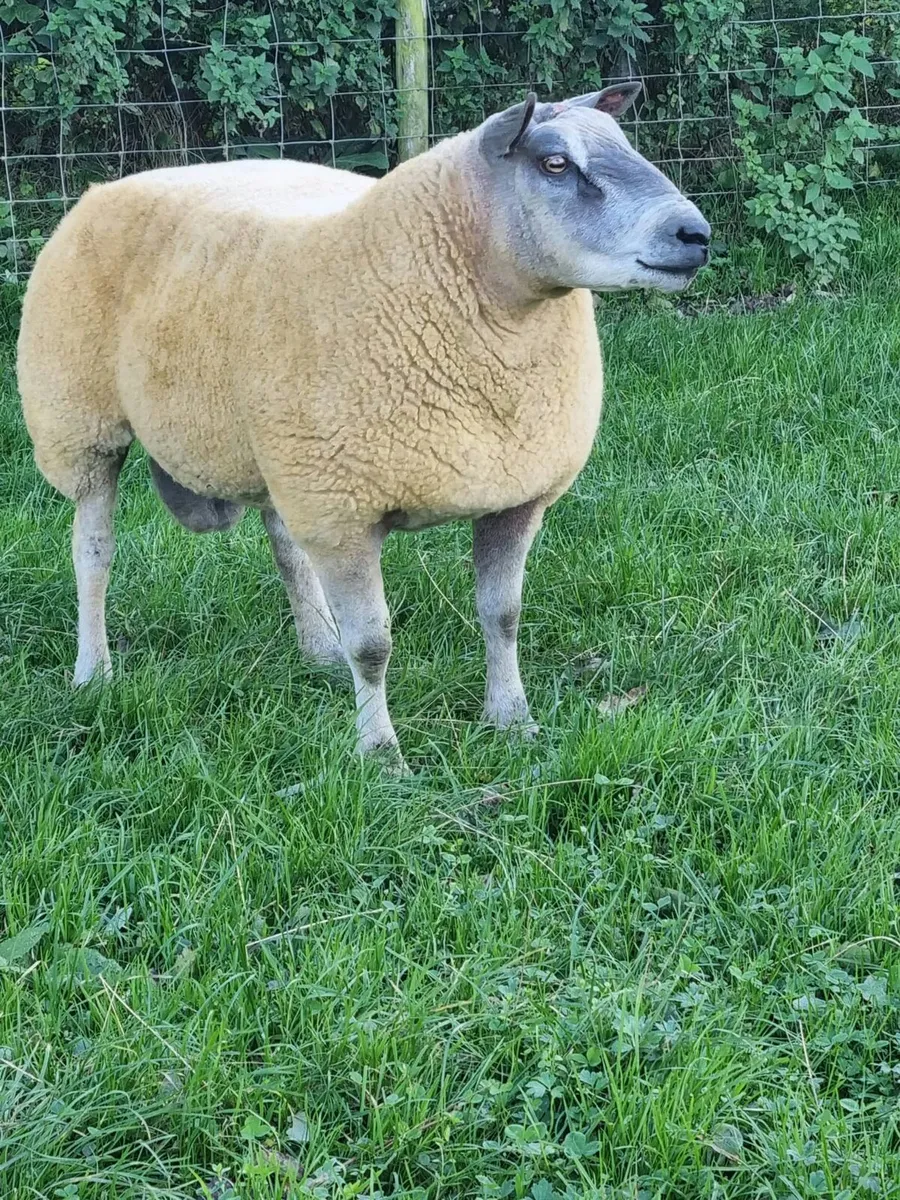 Millennium blue1 yearold Rams - Image 4