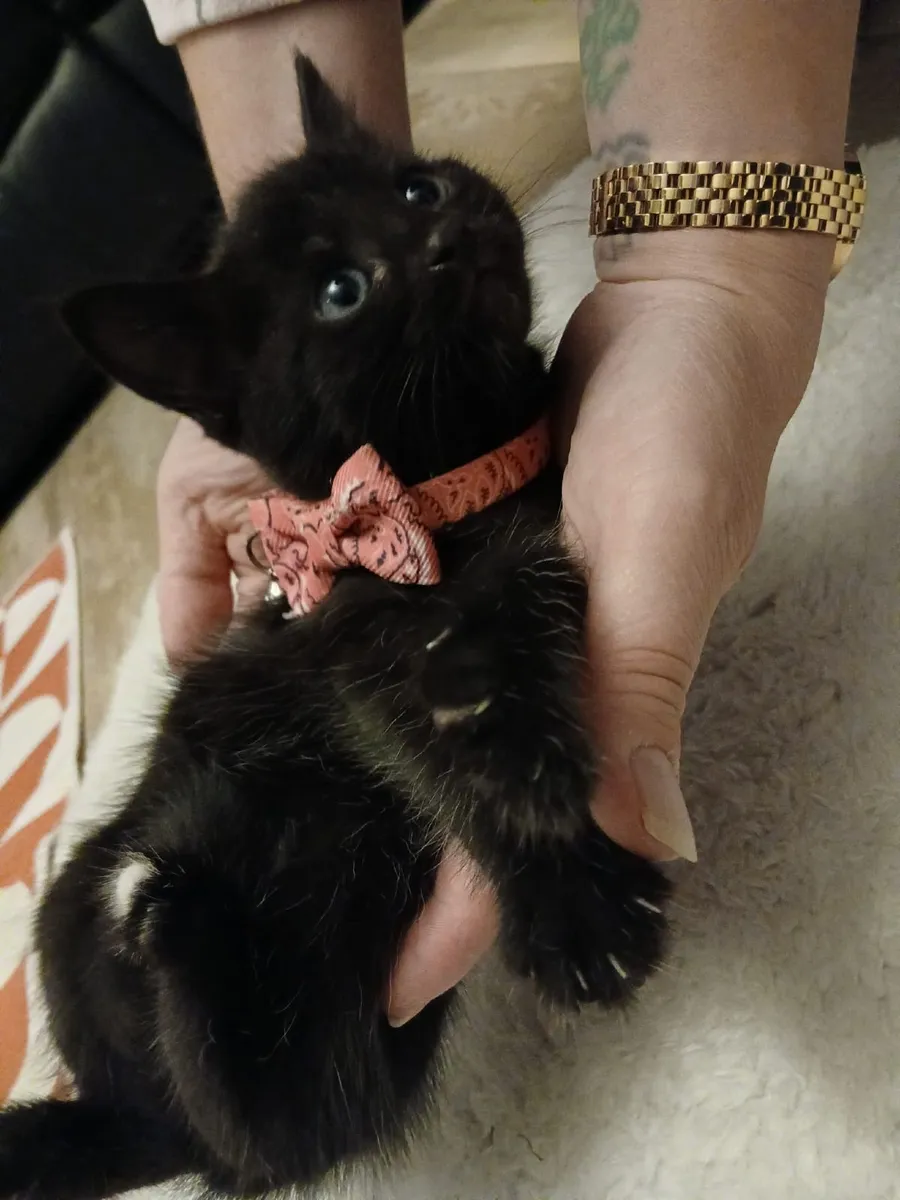 Kittens, black and white. - Image 3
