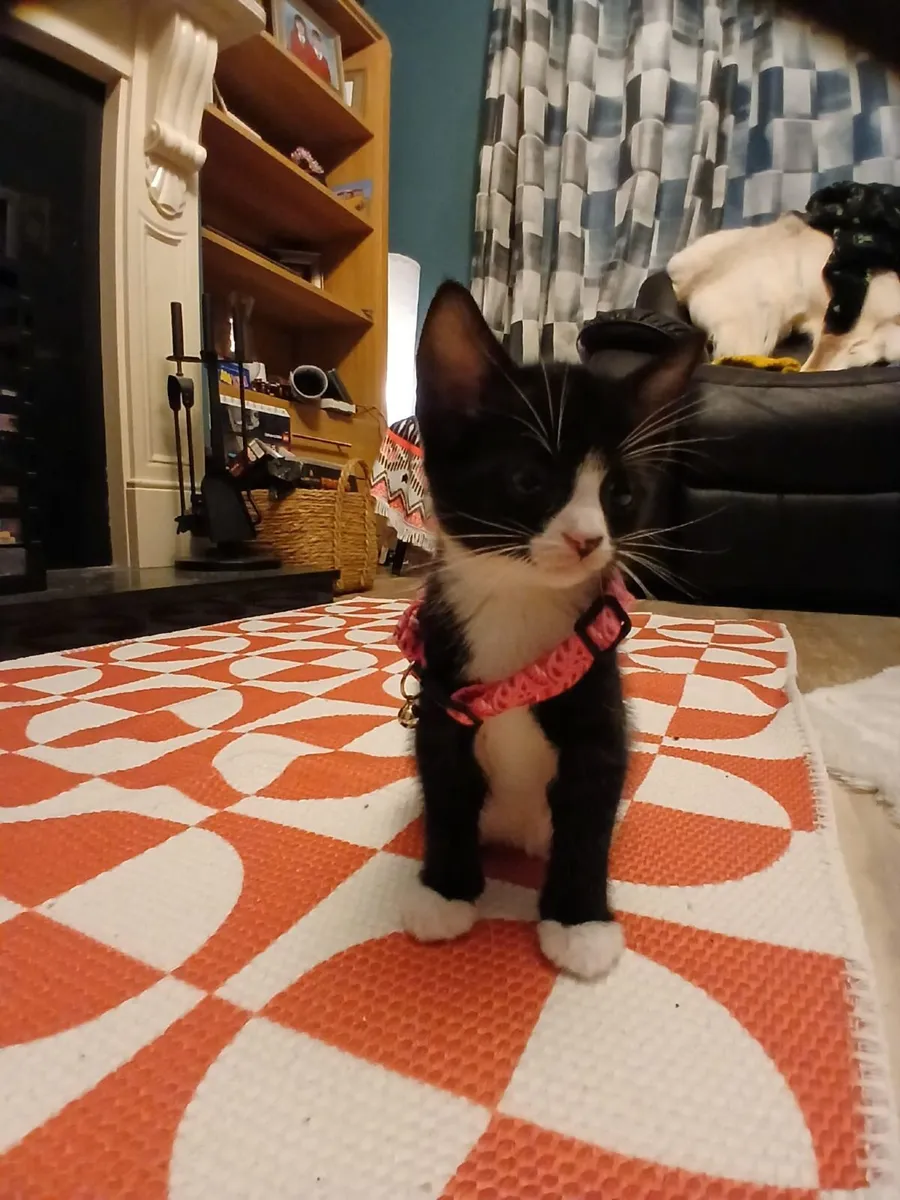 Kittens, black and white. - Image 1
