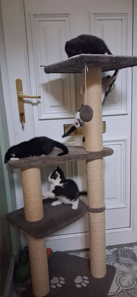 Kittens, black and white. - Image 4