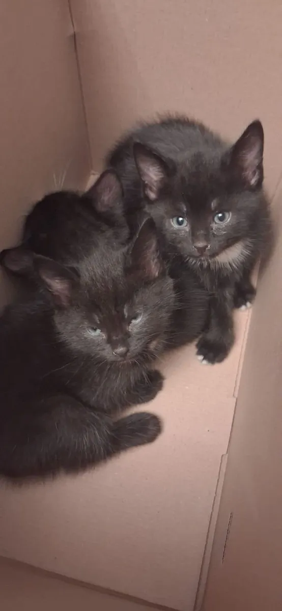 Kittens, black and white. - Image 2