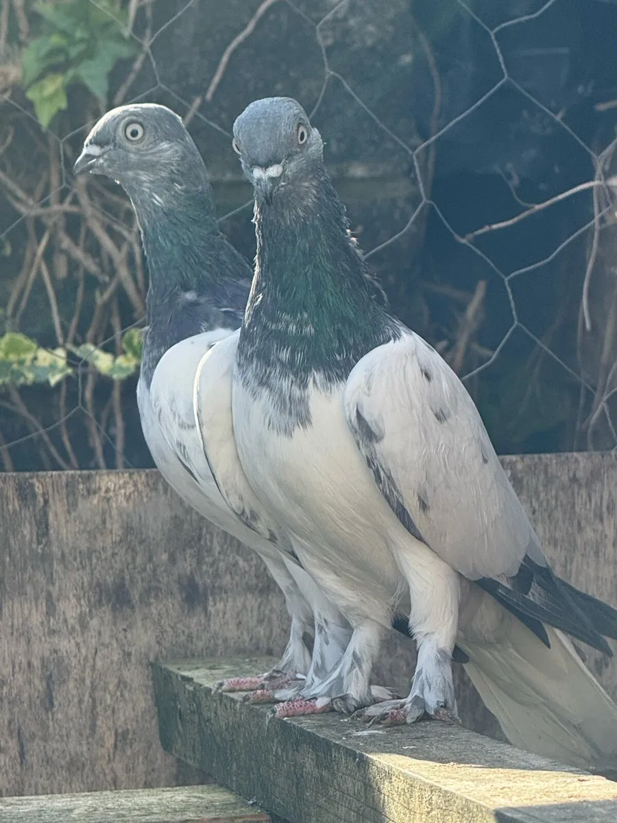 High Flyers Pigeon - Image 2
