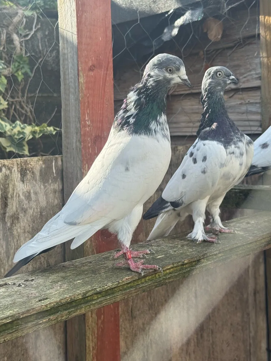 High Flyers Pigeon - Image 3