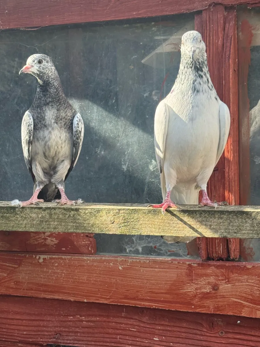 High Flyers Pigeon - Image 4