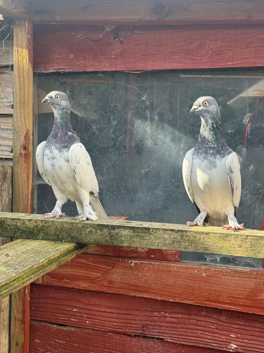 High Flyers Pigeon - Image 1