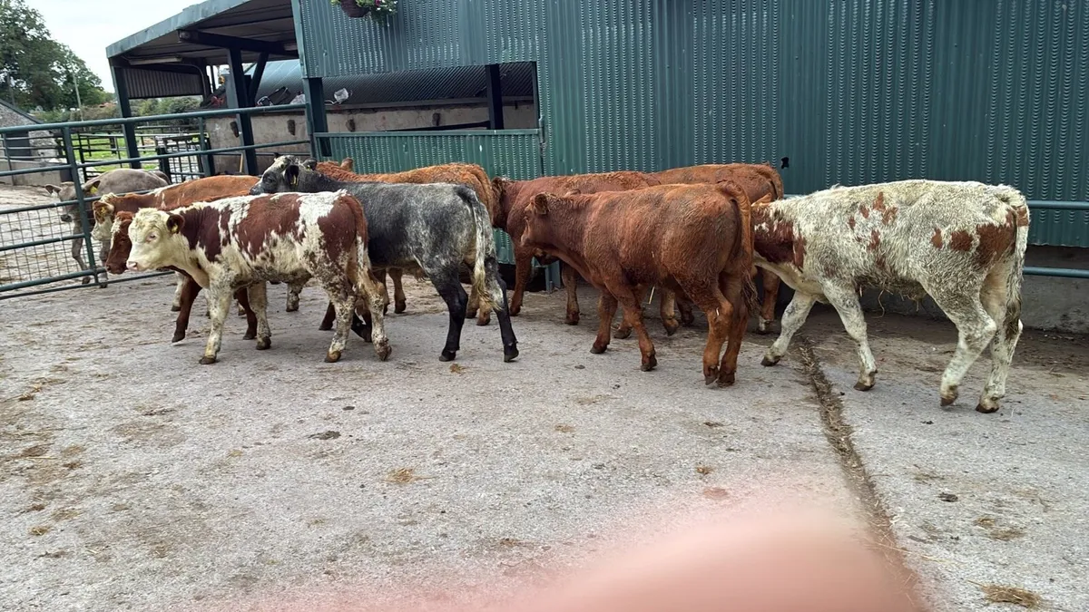 10 super suckler bred continental bulls - Image 3