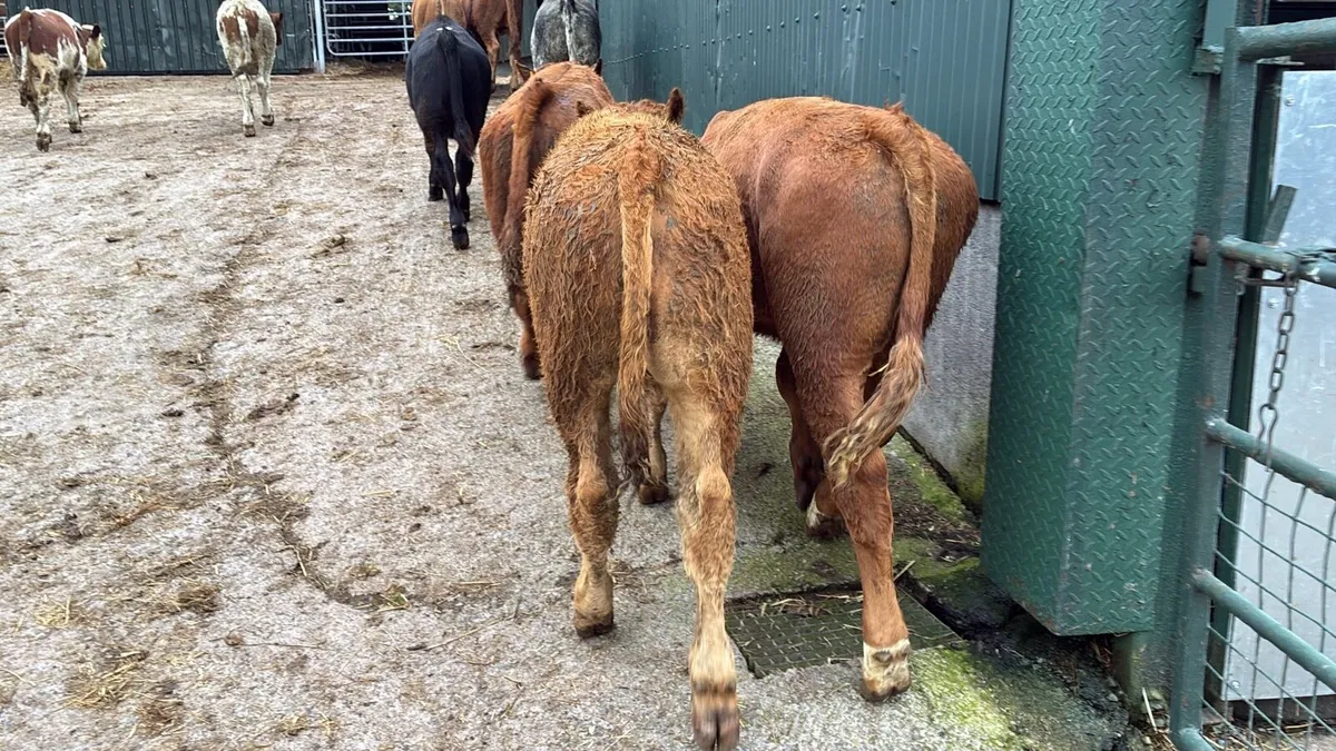 10 super suckler bred continental bulls - Image 1