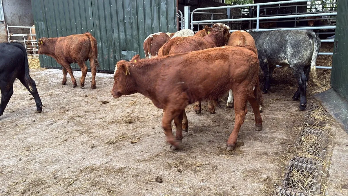 10 super suckler bred continental bulls - Image 2
