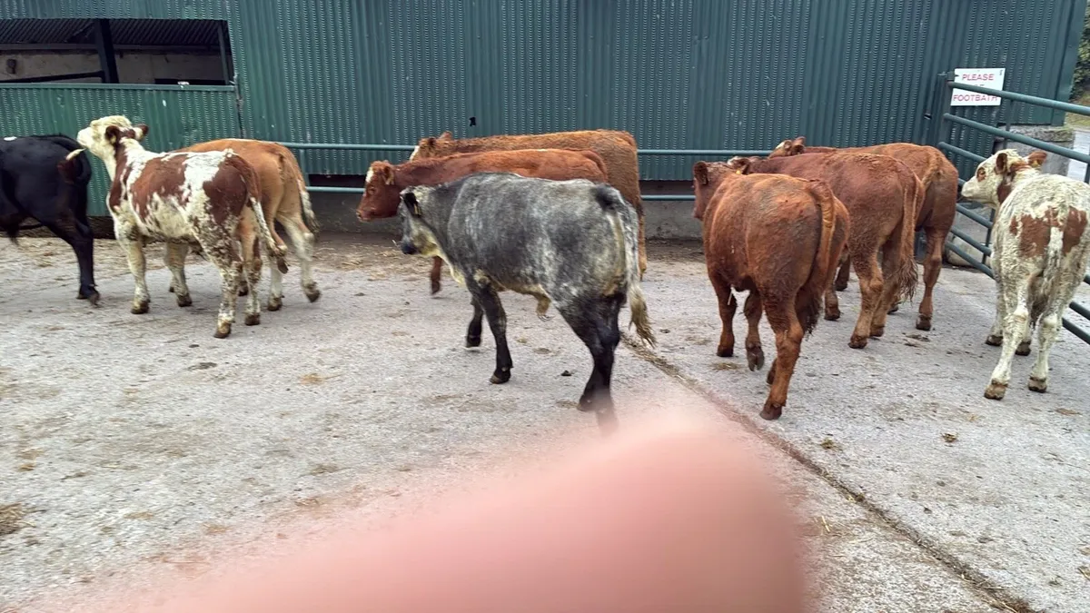 10 super suckler bred continental bulls - Image 4