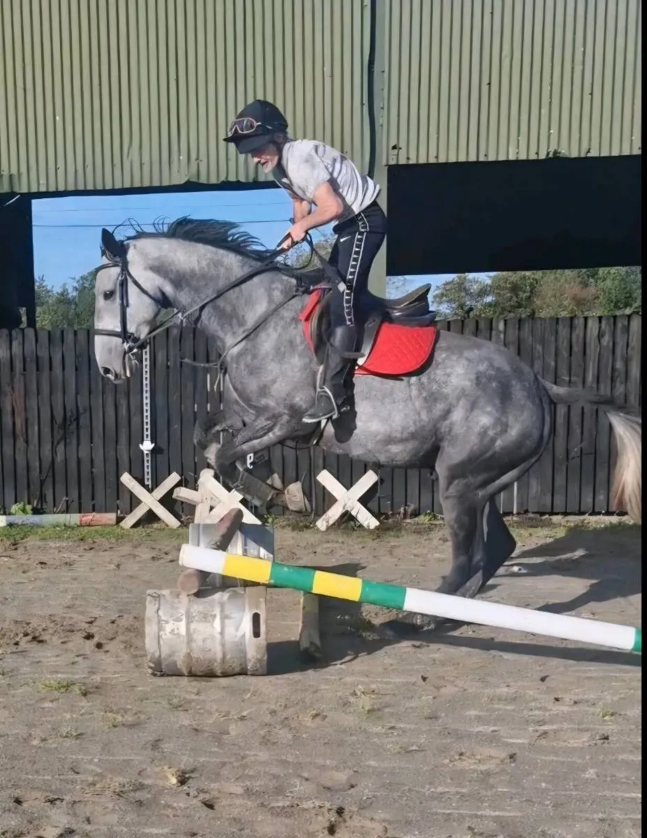 16.1, 6 yr old Gelding - Image 1