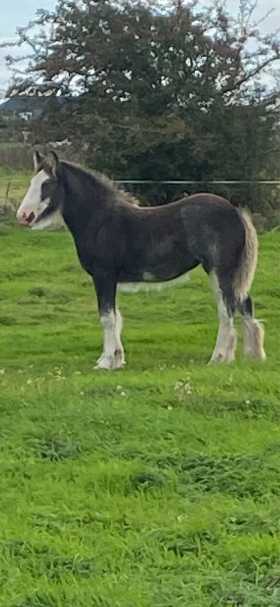 filly foal - Image 3
